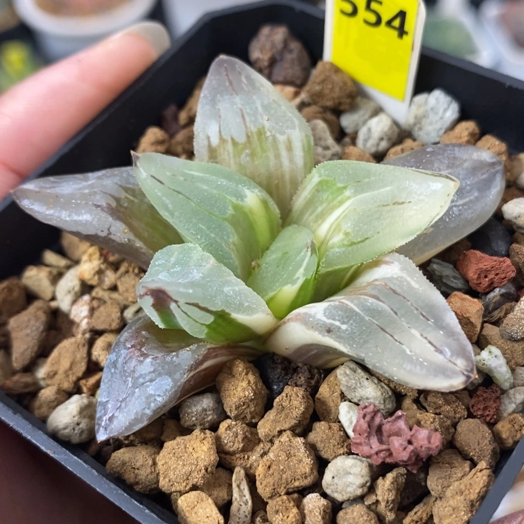 554冰城锦一物一拍