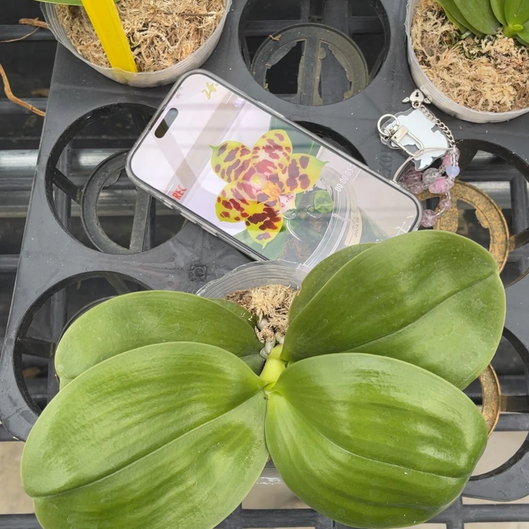 完全开放米罗公主蝴蝶兰