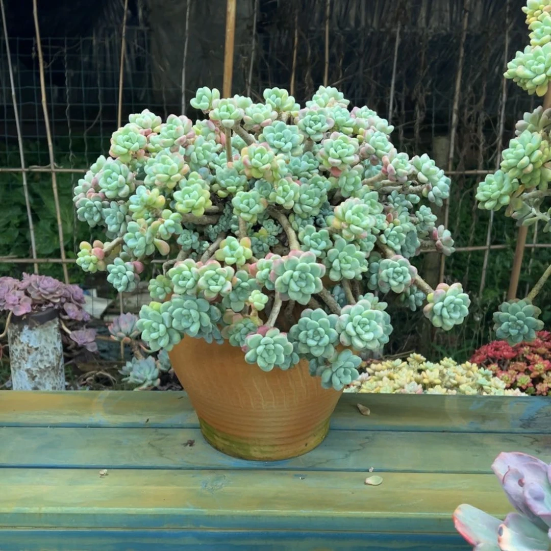 整装无砍老庄劳尔带盆