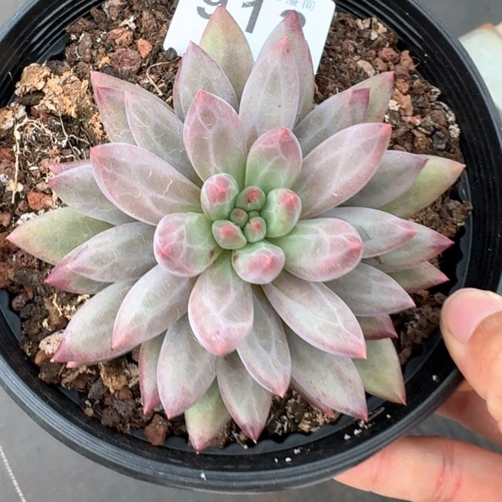 虞美人多肉植物