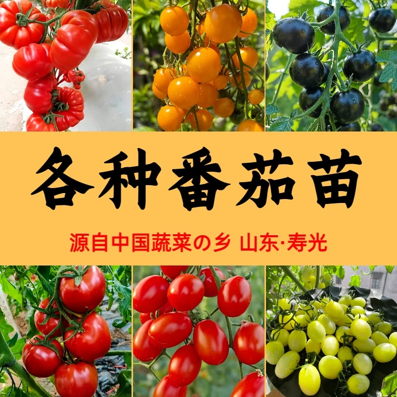 寿光各种番茄苗秧大全樱桃西红柿圣女果种子四季阳台庭院盆栽高产