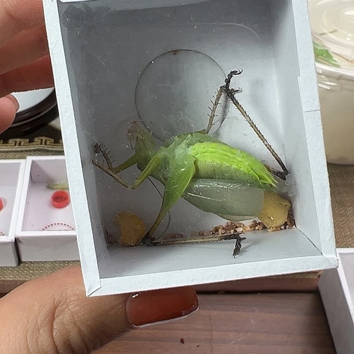 鸣虫虫具一个包邮