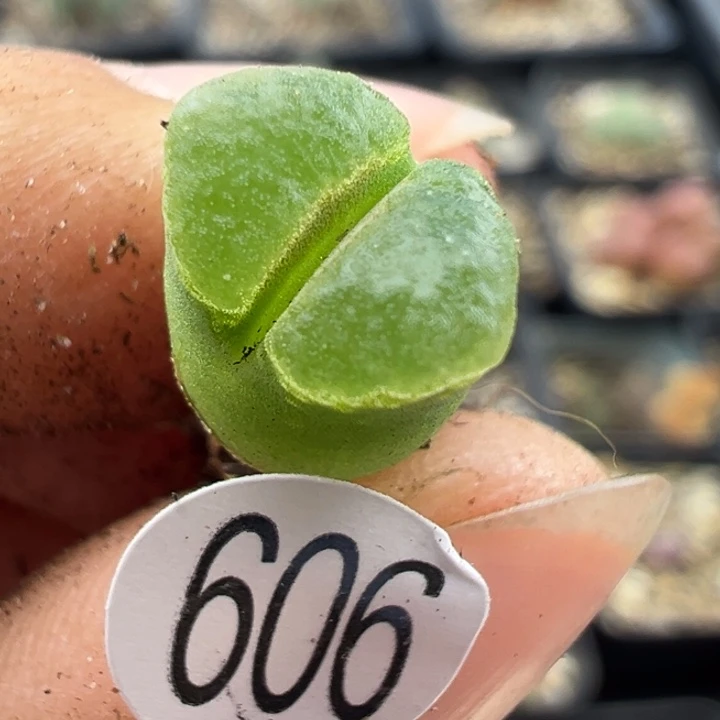 606号111111件送11盒111