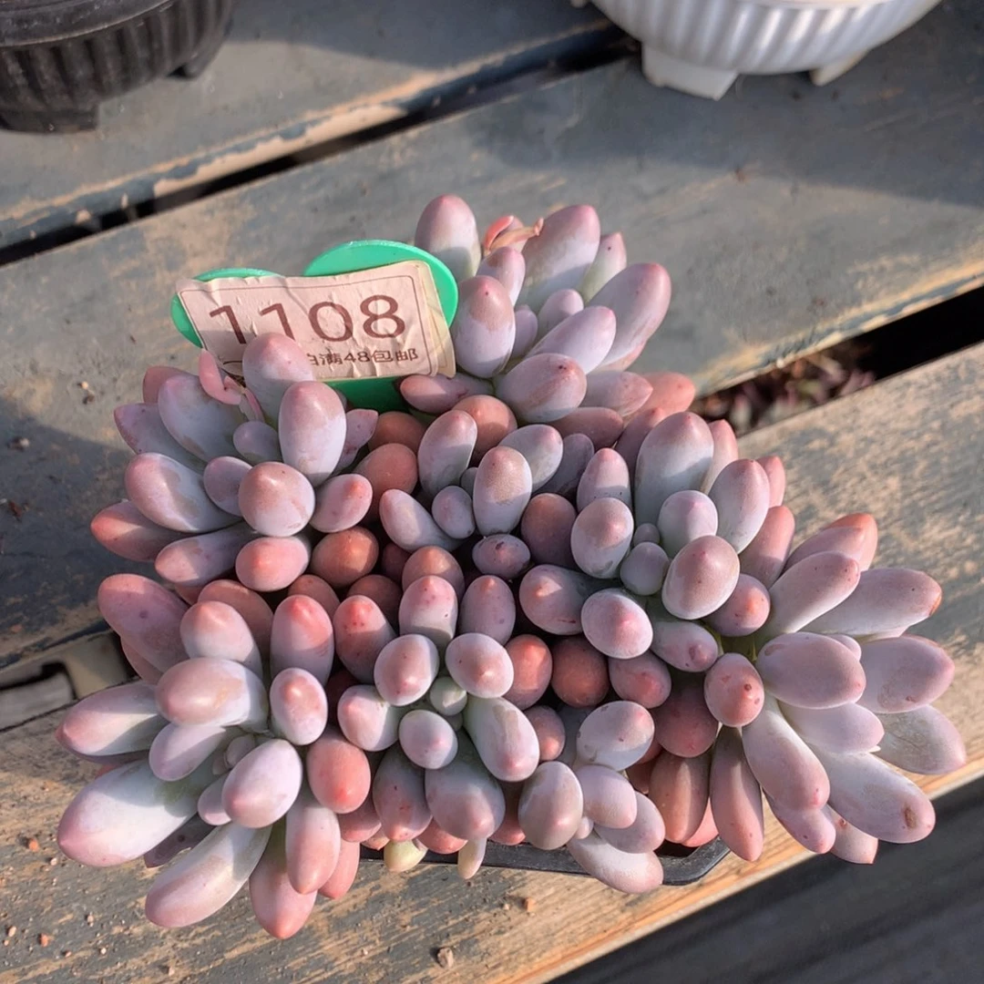 大叶汤圆无砍平头1108