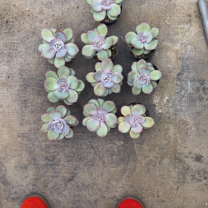 安****041号奶茶韩版10颗