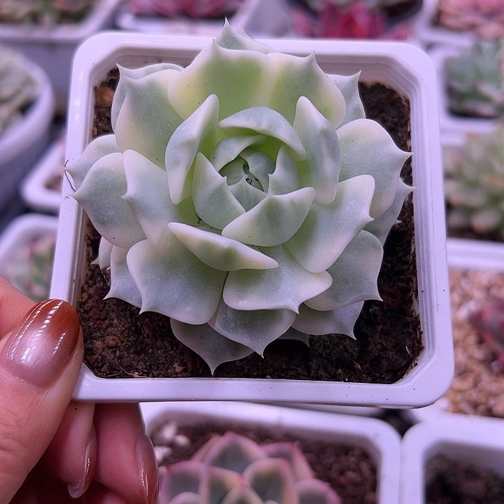 露娜莲锦多肉植物