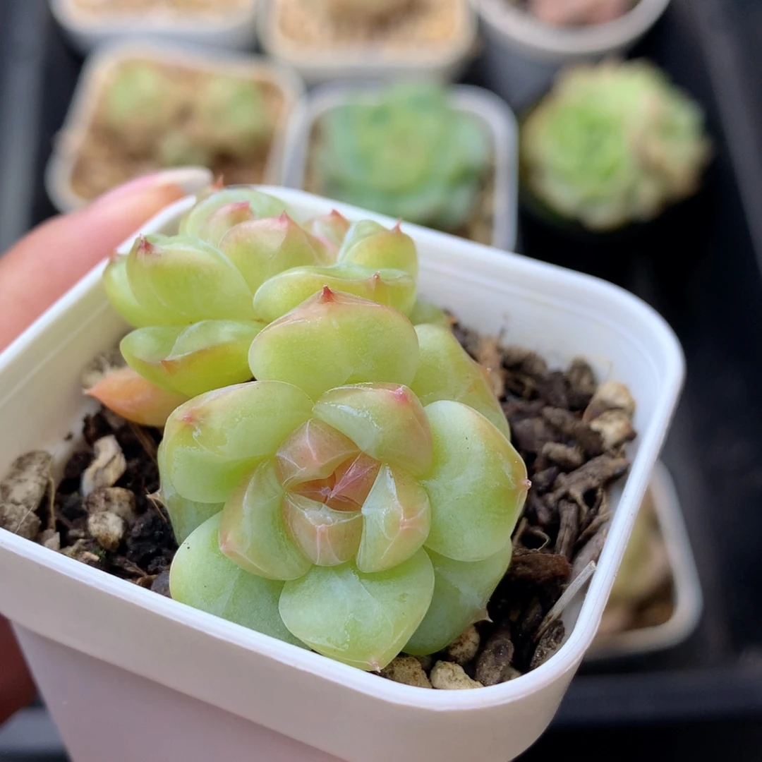 58包邮  群生不包整 11