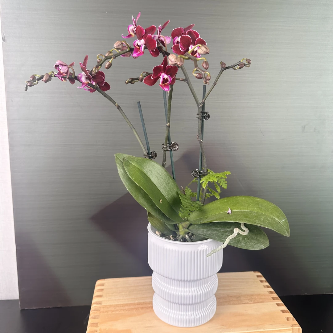 【花之漫】（黑宝石）3.0寸杯双剑蝴蝶兰盆栽