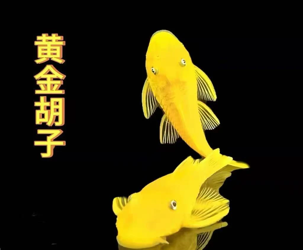 直播间专拍异形黄金胡子除藻工具鱼