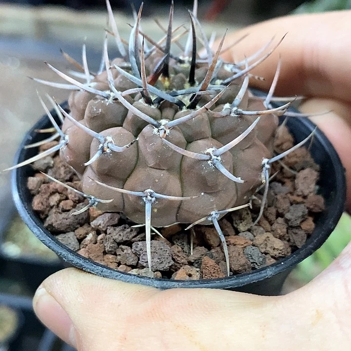 孤品实生完美翘刺武勋丸5.1cm