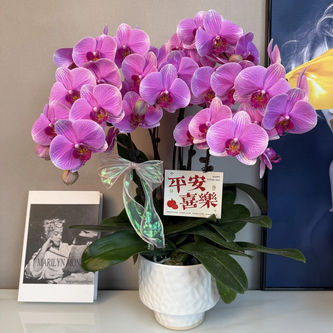 蝴蝶兰【紫霞仙子】经典粉紫色系 绿植盆栽 室内摆放 基地直发