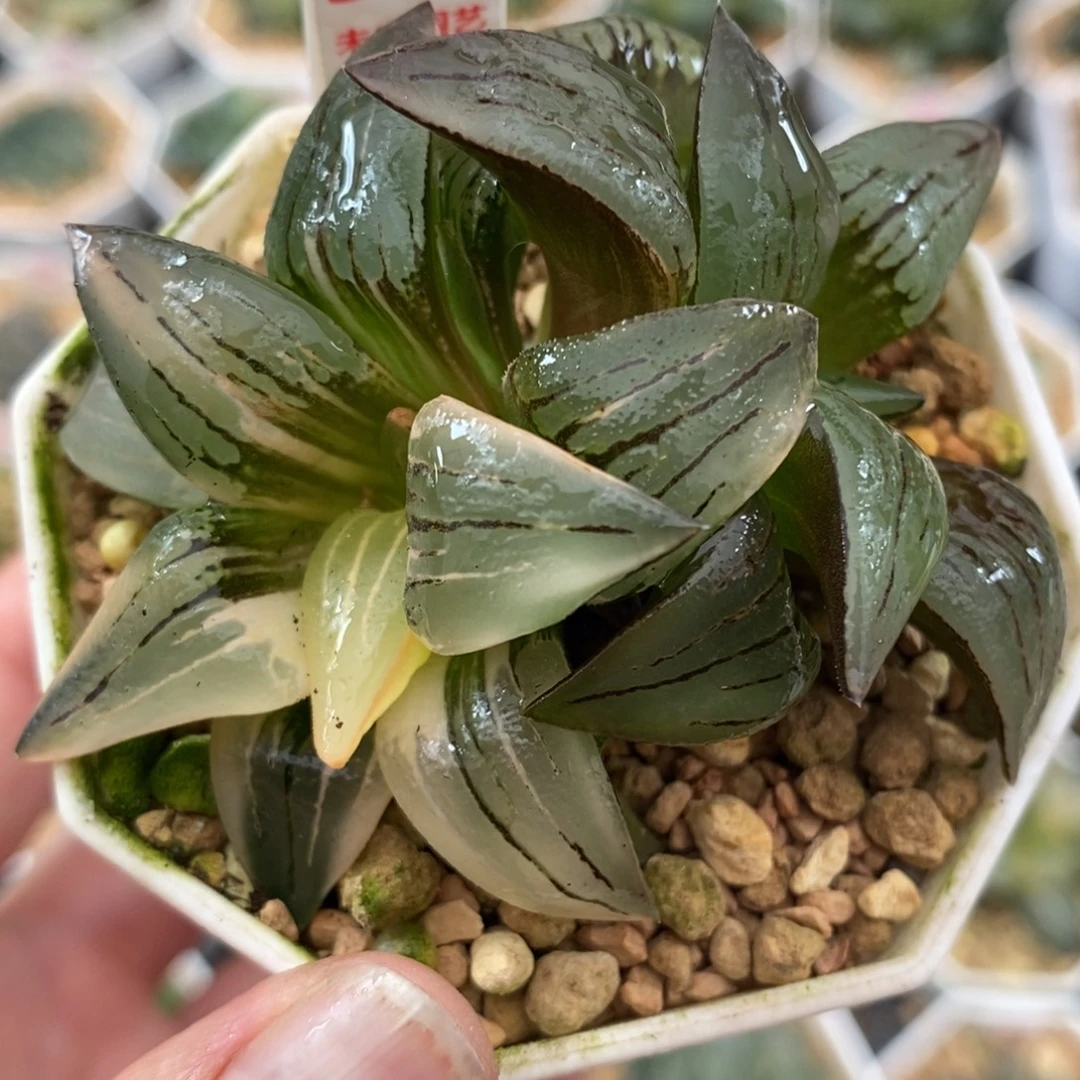 314红纹寿锦一物一图