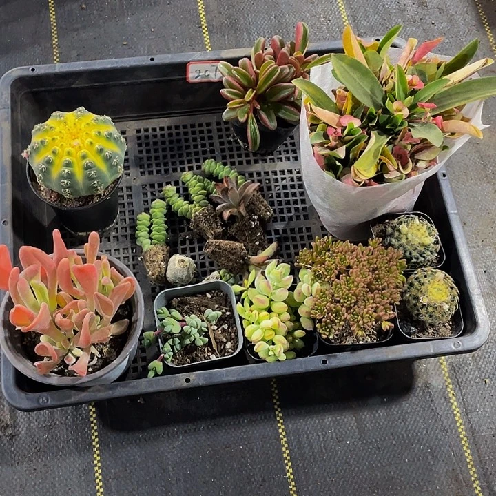 207号筐带盆土发货