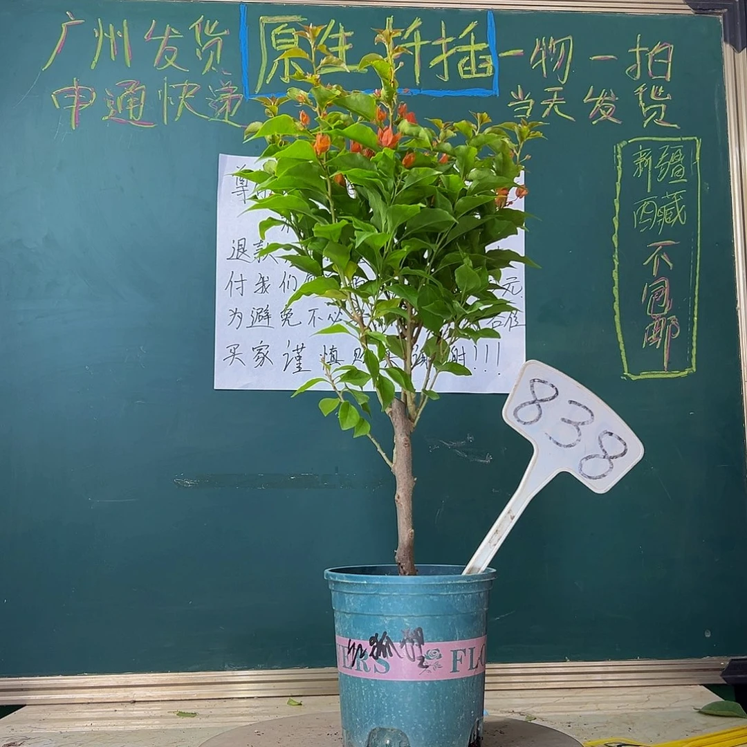当前无花栽培后可以开花粗杆 红狐狸有瑕疵 838