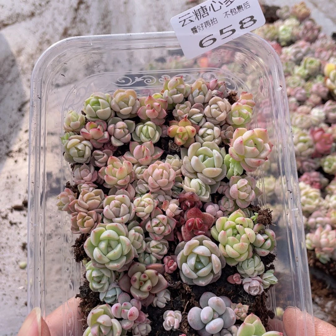 云糖心多肉植物658