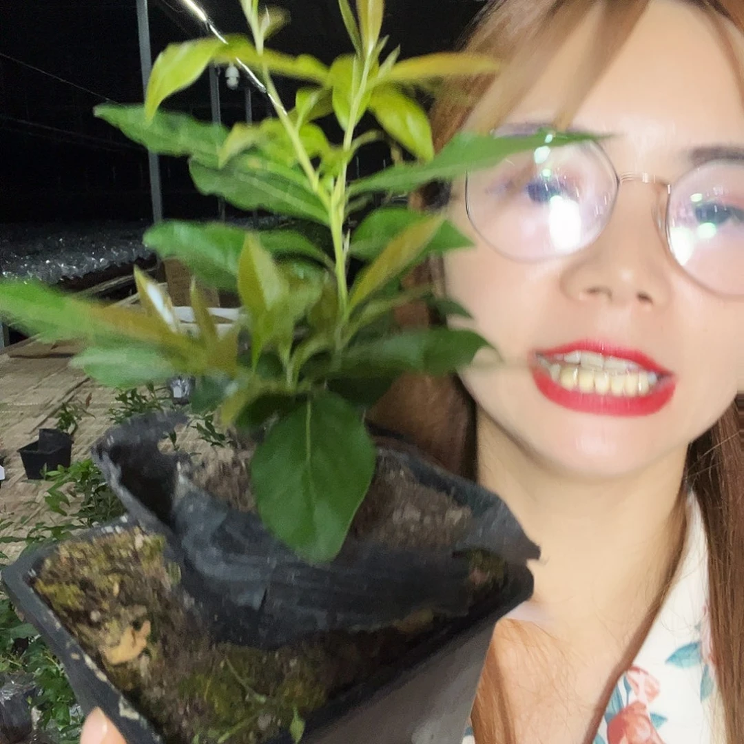 金蛋子金蛋子血钻15