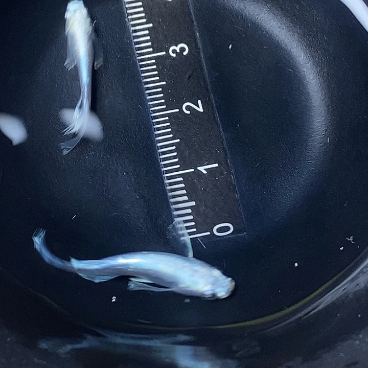蓝口孵鱼天使一组62号