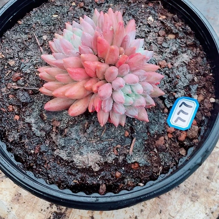 777 美人 一物一拍