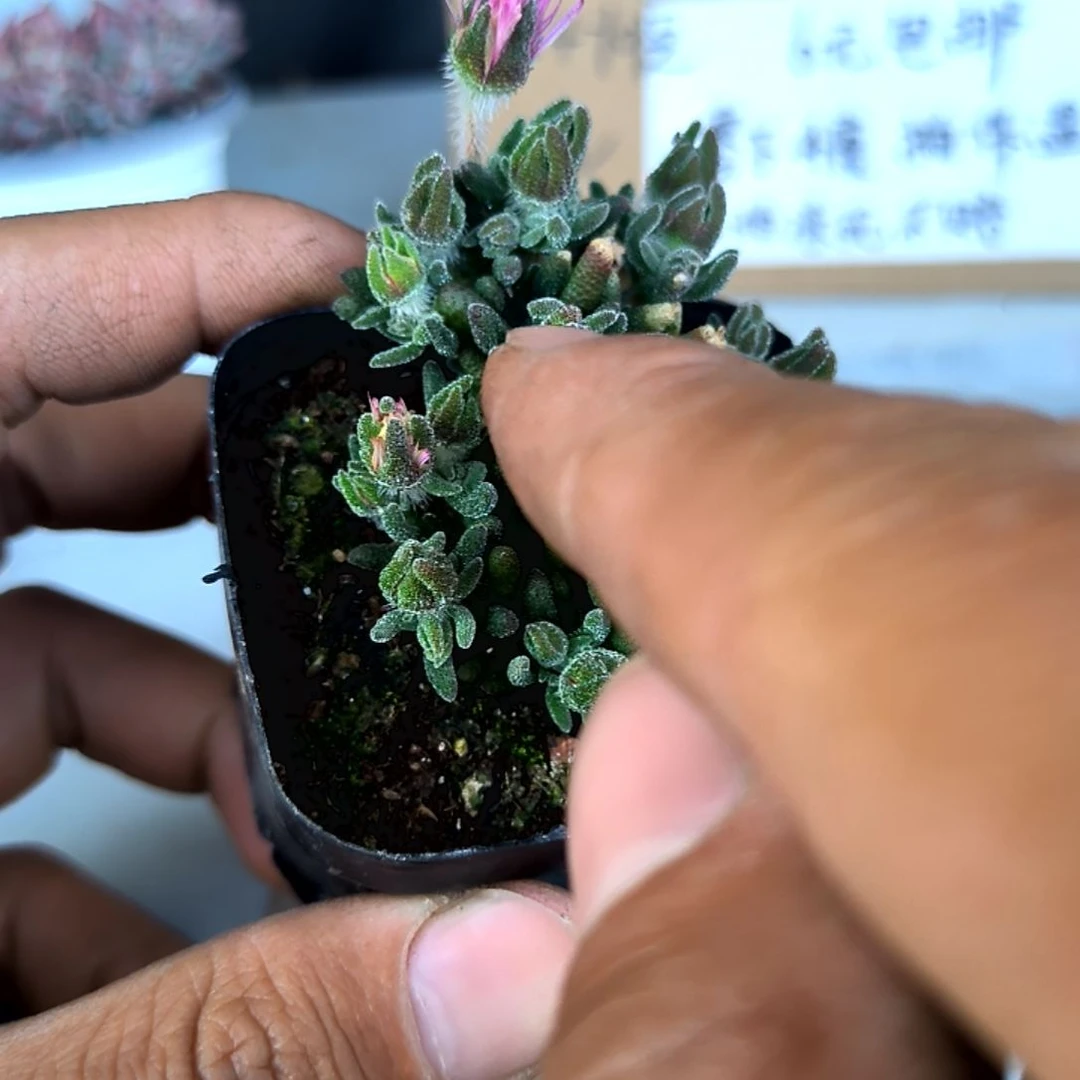 满6元包邮,带花苞狐尾枝干