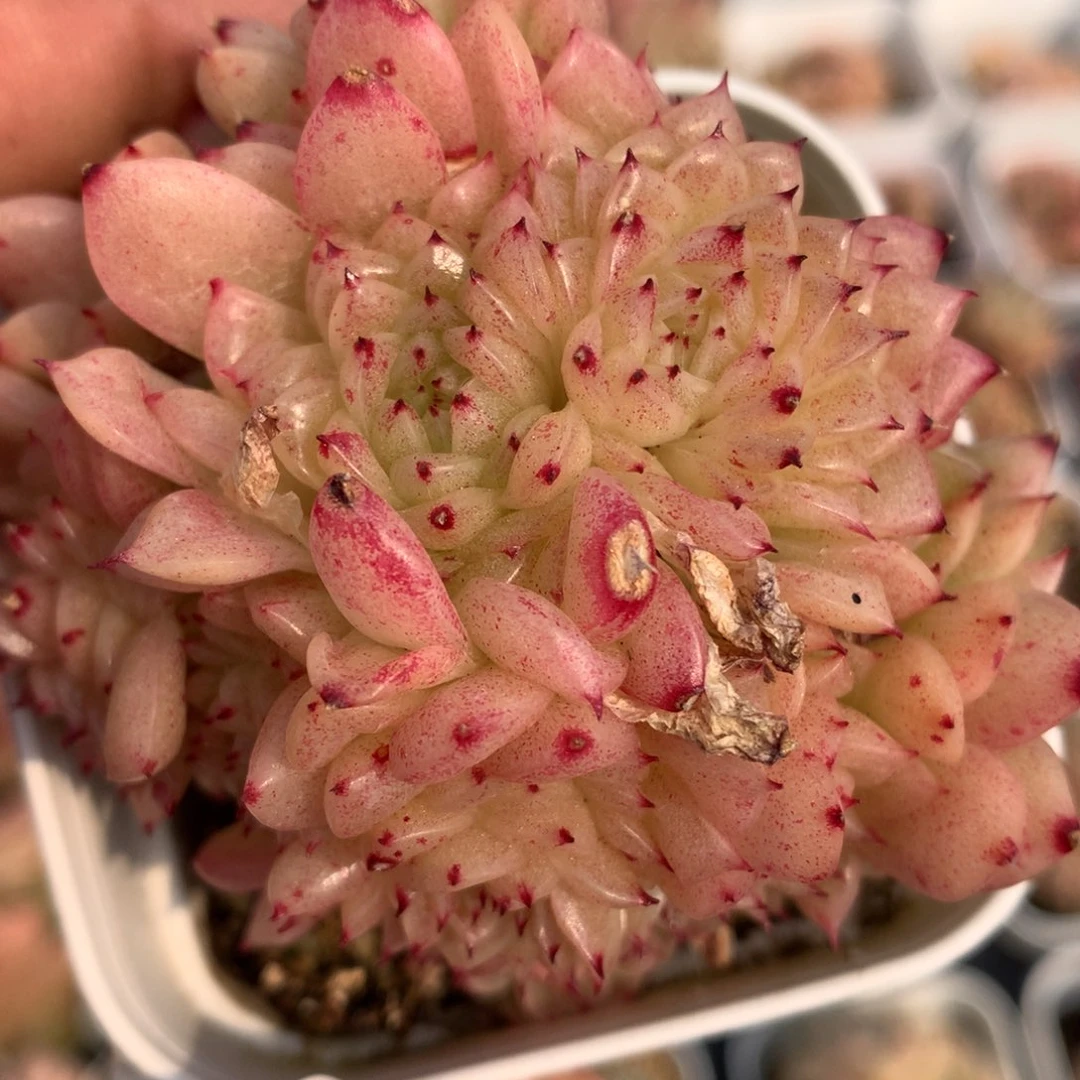 0308-76 麦杆优选