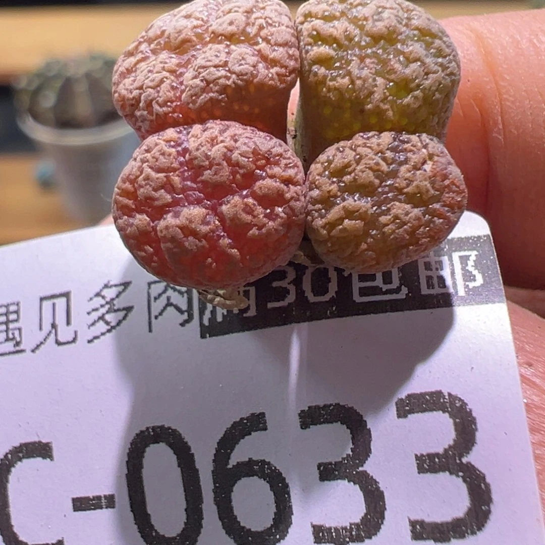 多肉植物1111111111