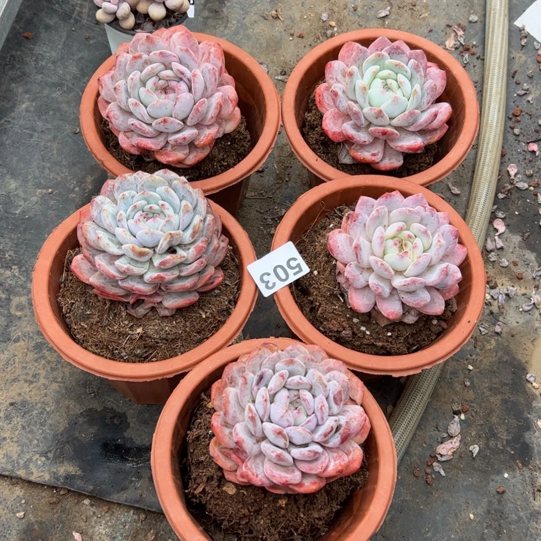 王***琼503 多肉植物组合盆栽