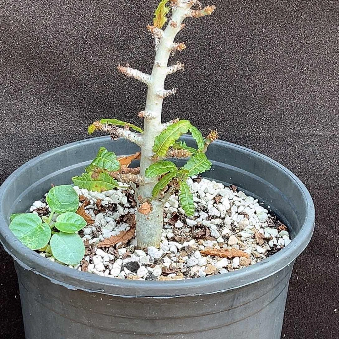 潮流植物娜娜乳香，树型