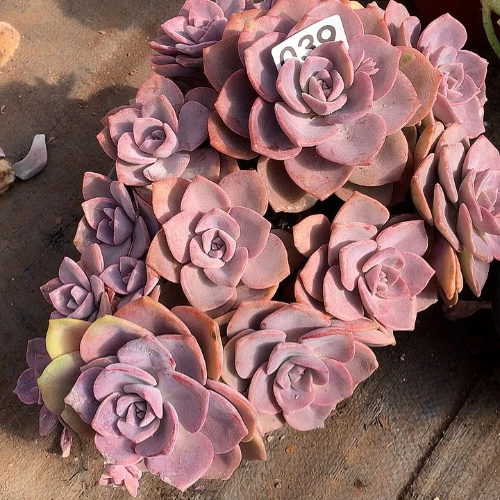 039彩虹糖 一物一拍多肉