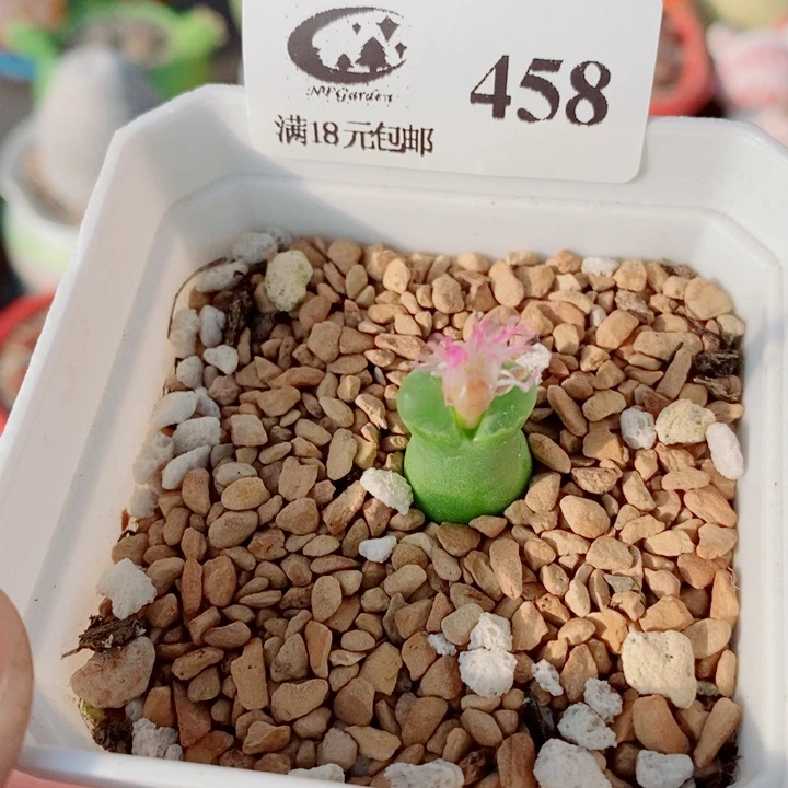 生石花花花花花花458