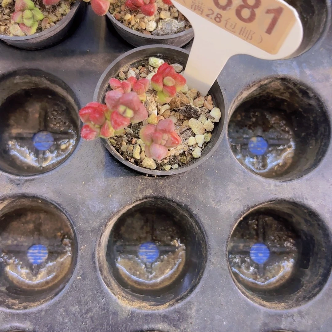 E381紫光一物一拍