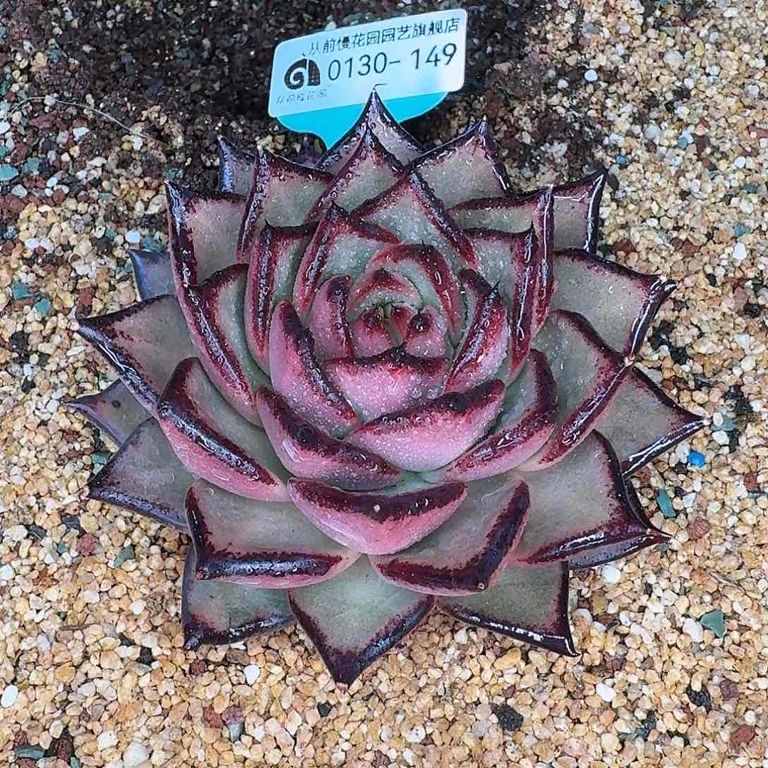 从前慢花园多肉0130-149