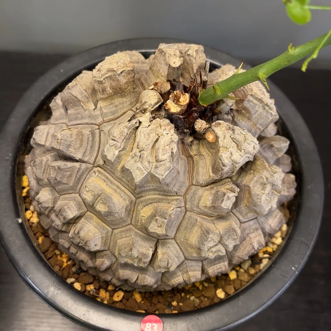 11号龟甲龙带盆包邮