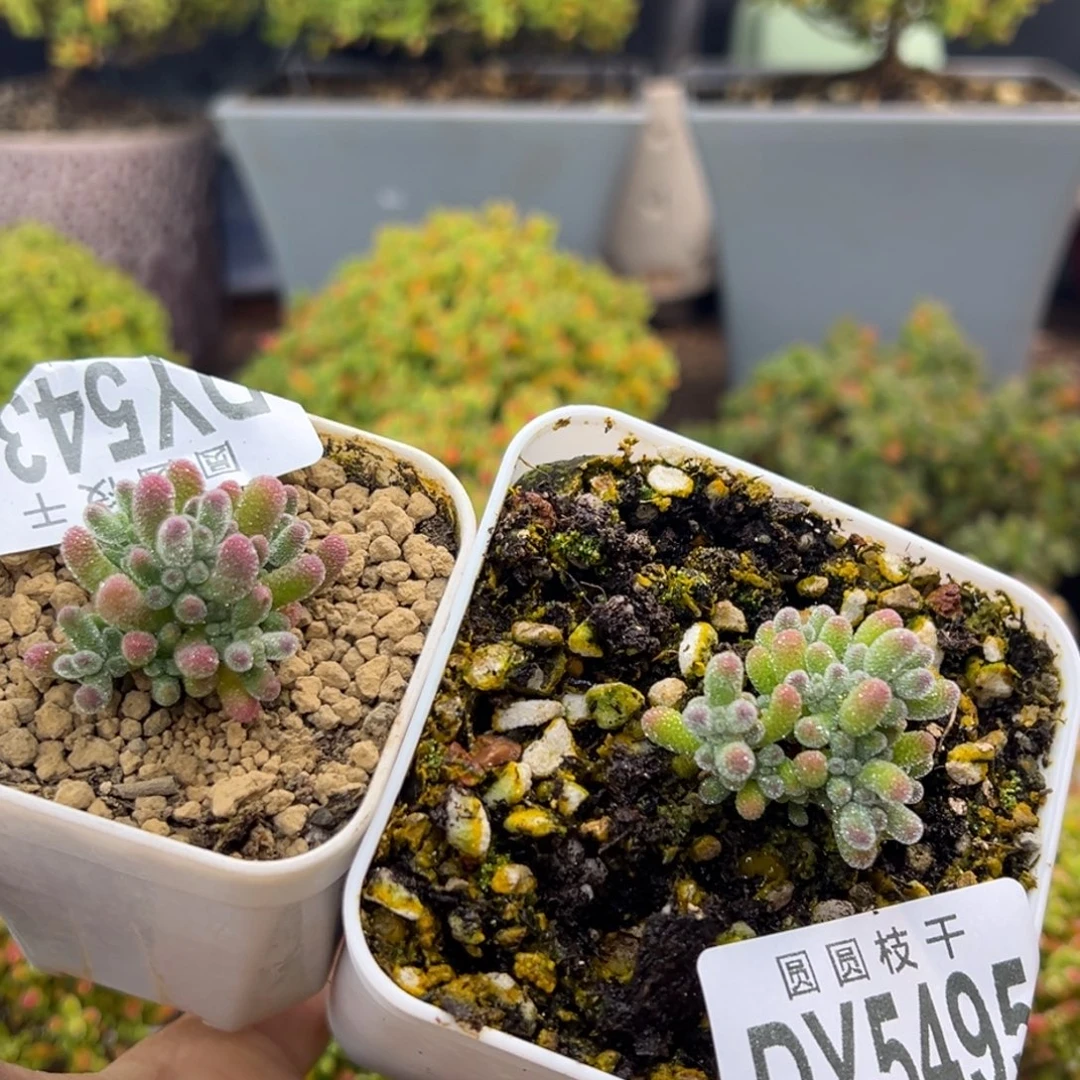 *****dy5439/5495实生冰晶杂冠幅3cm