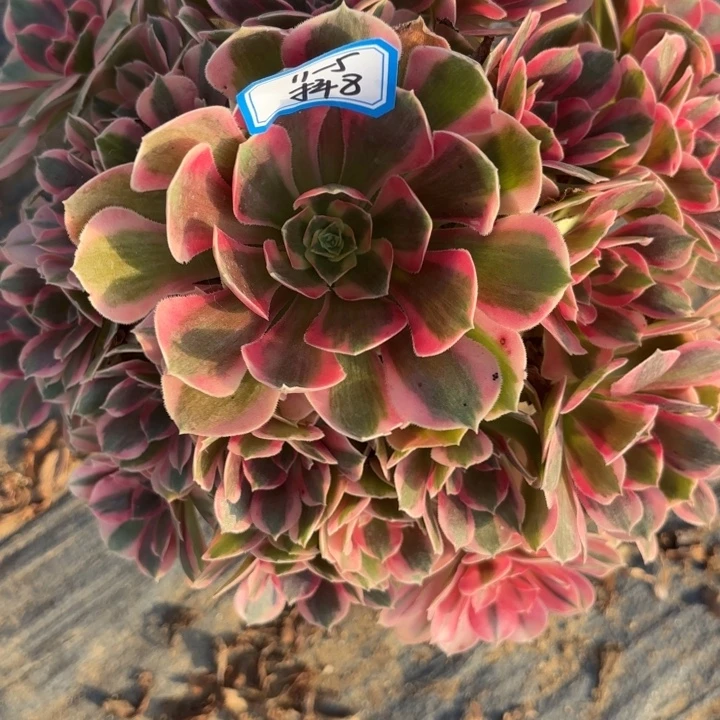 粉体女巫多肉法师不包损8