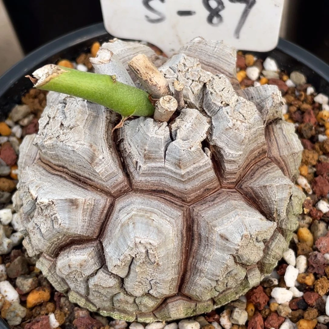 剑甲，龟甲龙8.4公分，一物一拍