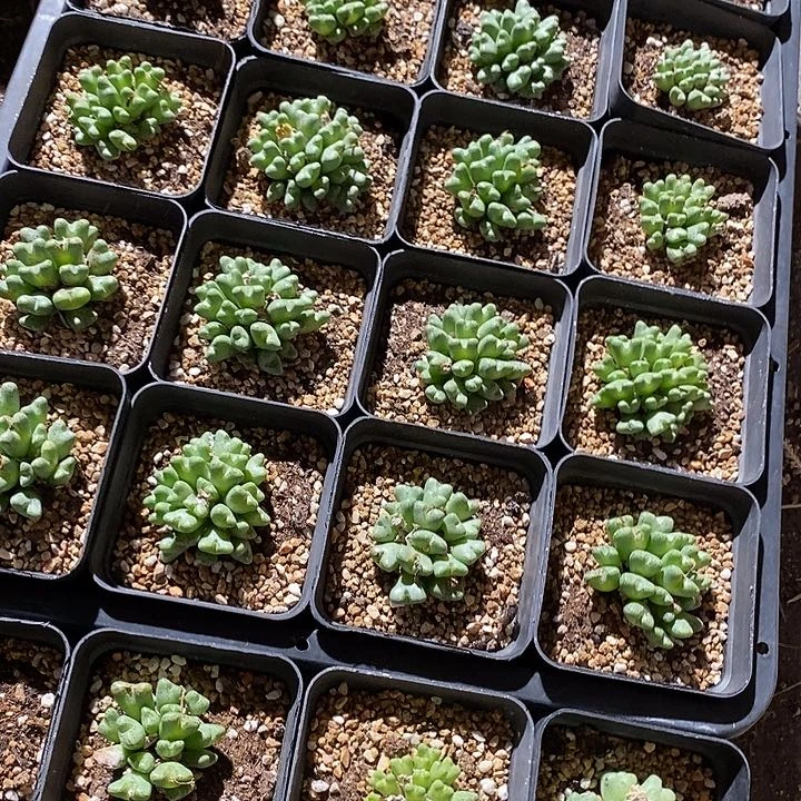 11505斑马群生母本一颗