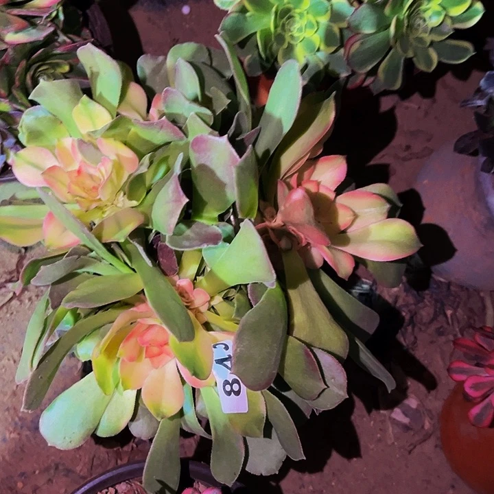 843香妃多肉植物处理不售后