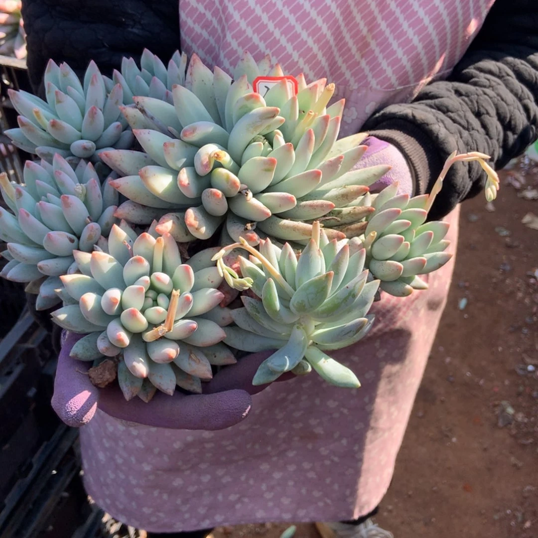 J****装老三多肉一物一拍家里208所罗门