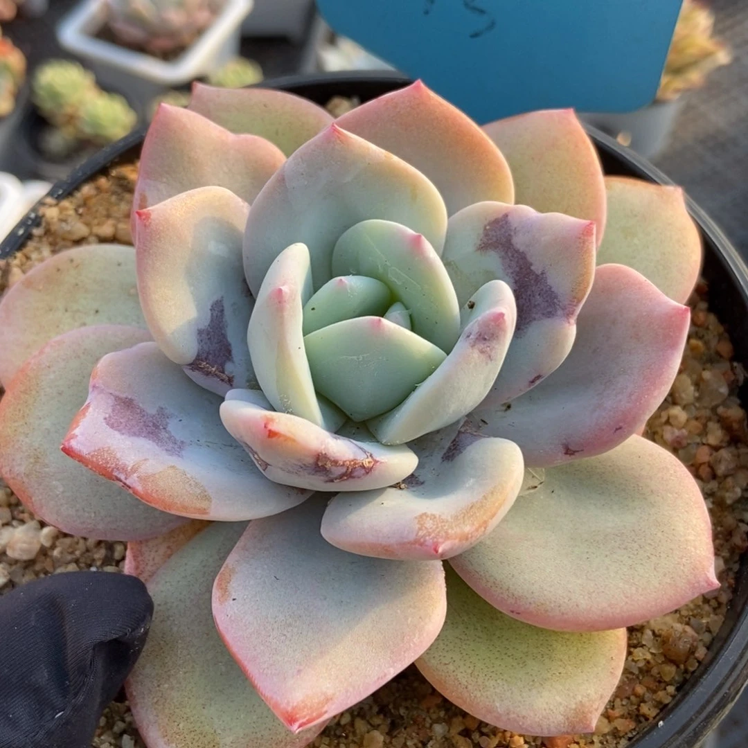 13奶茶多肉植物保护