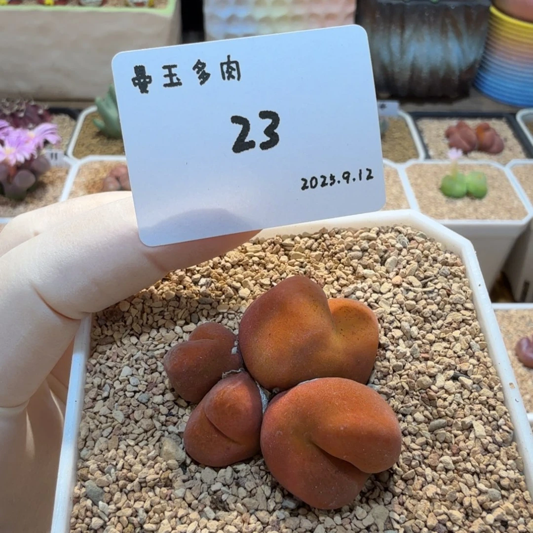 伊***～多肉多肉多肉9.12-023水蜜桃1430.5