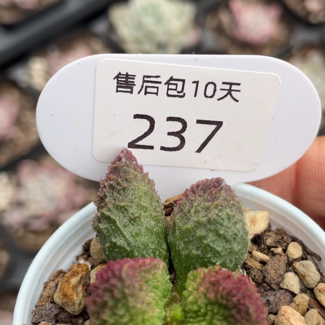 237。
