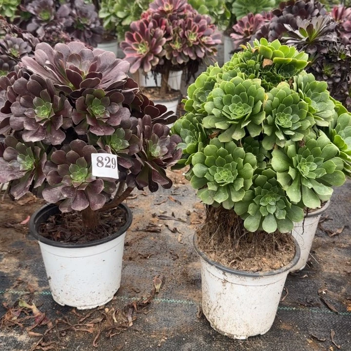 829欧紫➕绿杨蓉包邮。