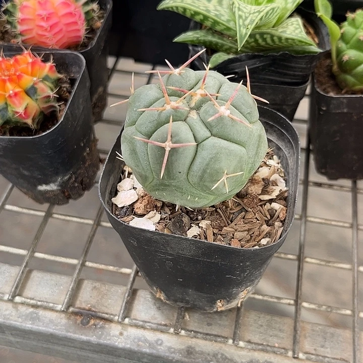 木***游我也不知道我为什么要这样