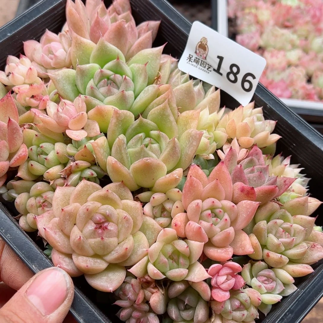 多肉植物多肉植物