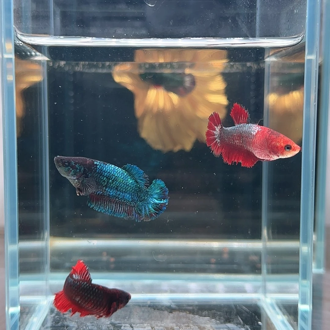 斗鱼活体观赏鱼好养耐活