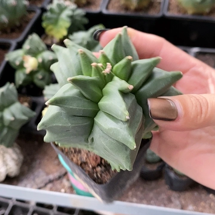 花花草草花花草草