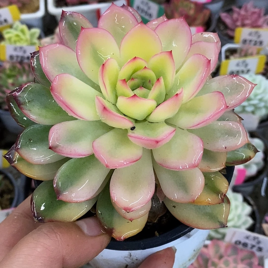 650雨燕座哈哈哈哈哈哈