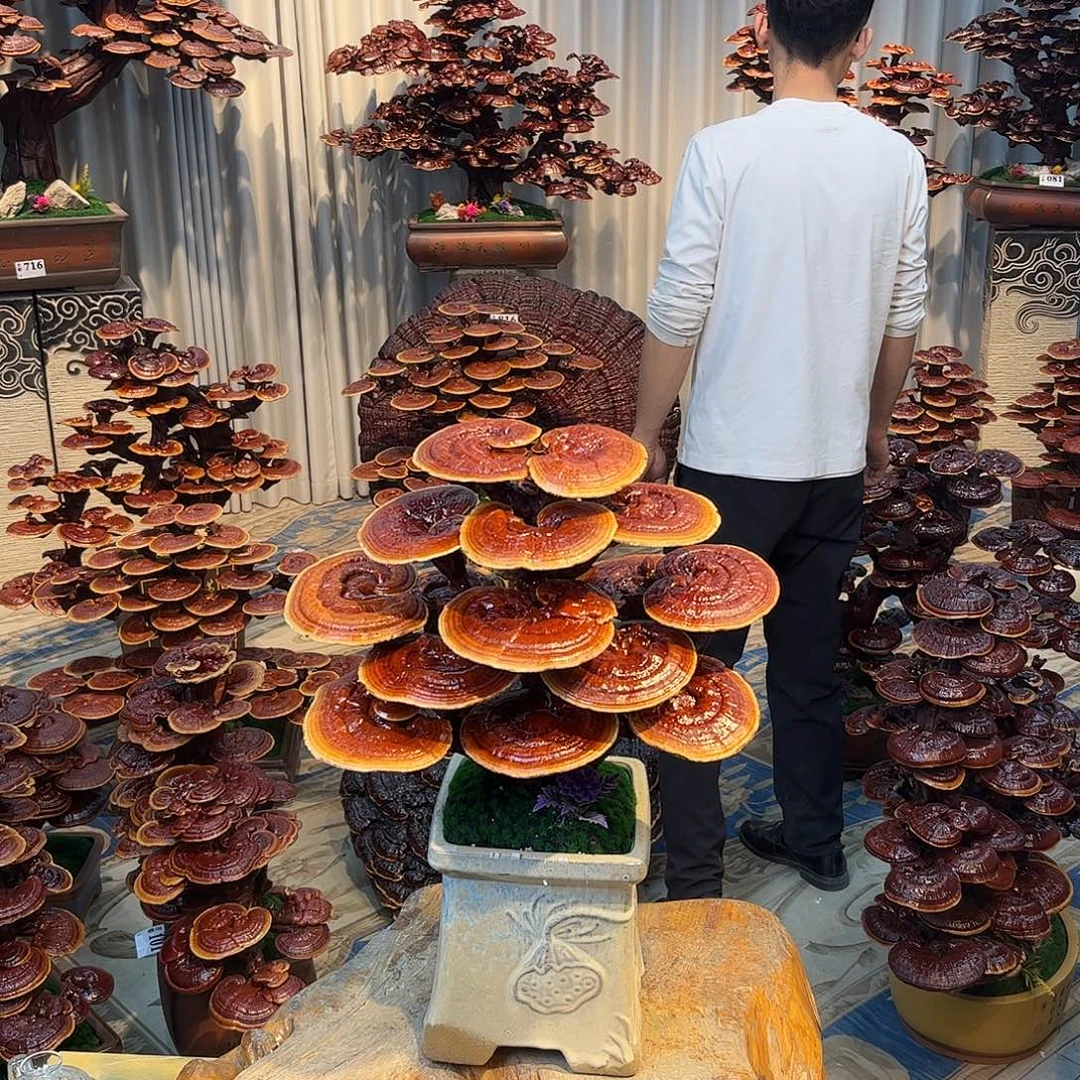 无花朵88888888888