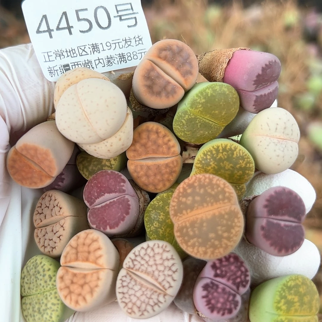 好养易活生石花大母本4450共20个