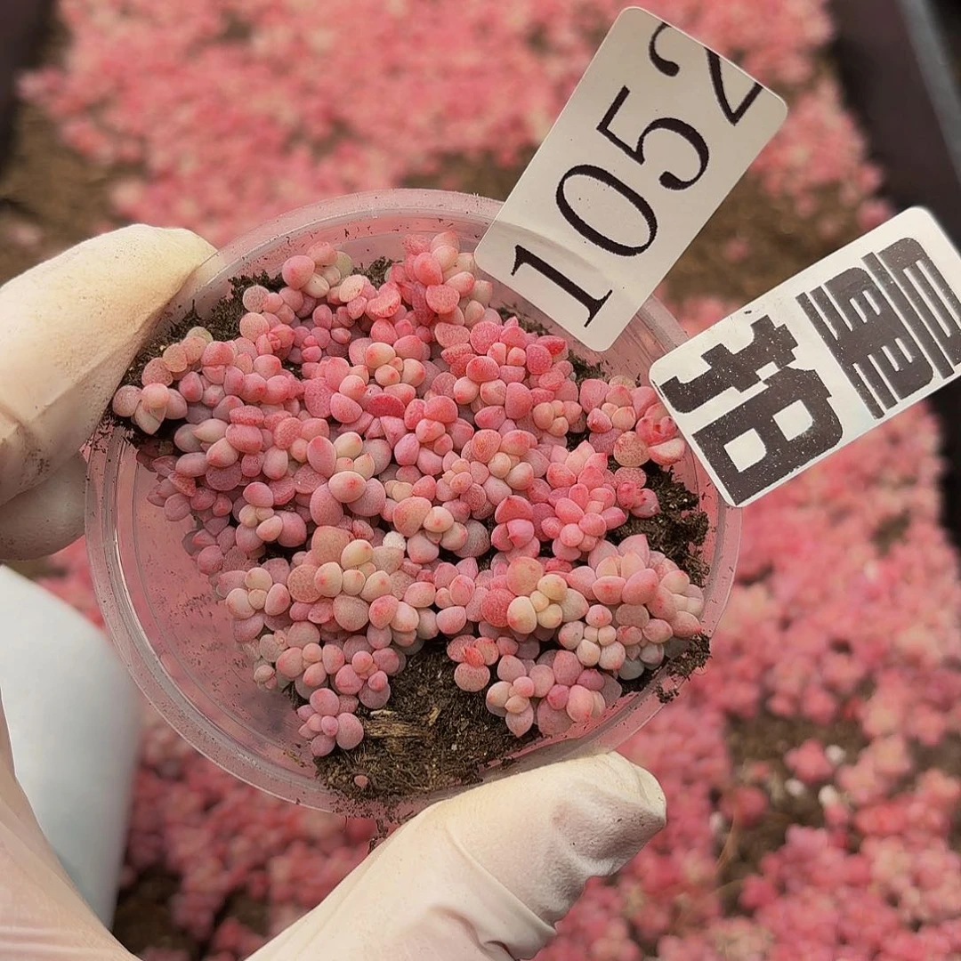 多肉植物多肉植物1052量拍